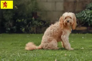 Lees meer over het artikel Cavoodle fokkers en puppies in Zuid-Holland