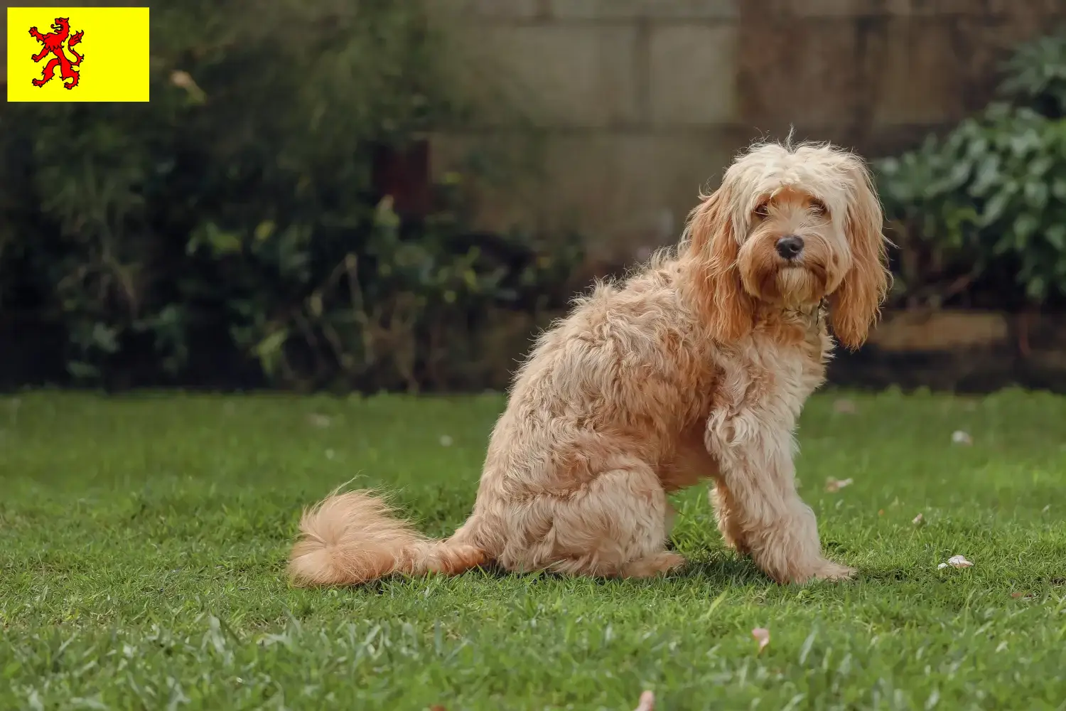 Cavoodle puppies en fokkers Zuid-Holland Hier vind je Cavoodles fokkers in Zuid-Holland.
