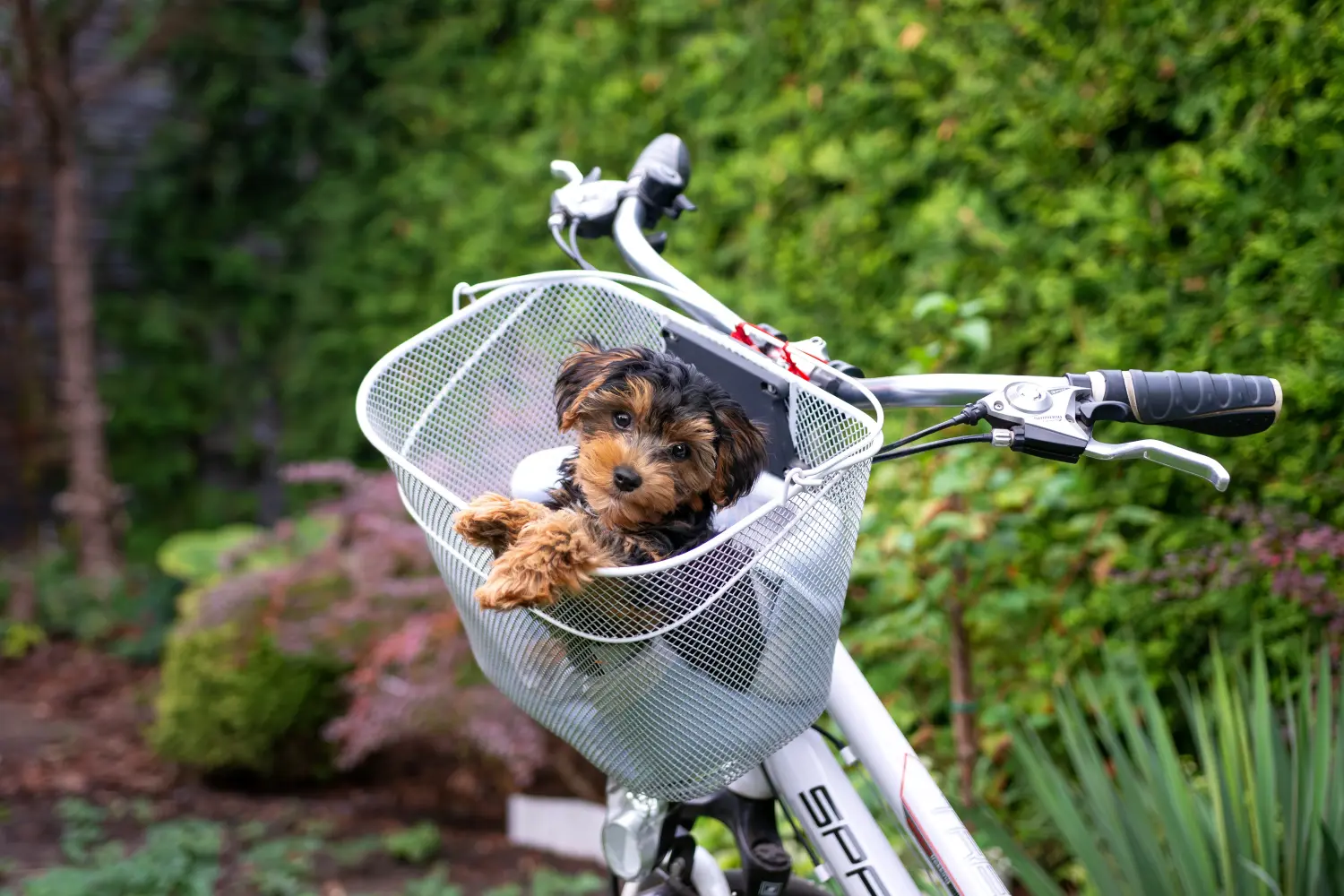 Een Cavoodle puppy kopen betekent verantwoordelijkheid nemen! Cavoodle puppy kopen.