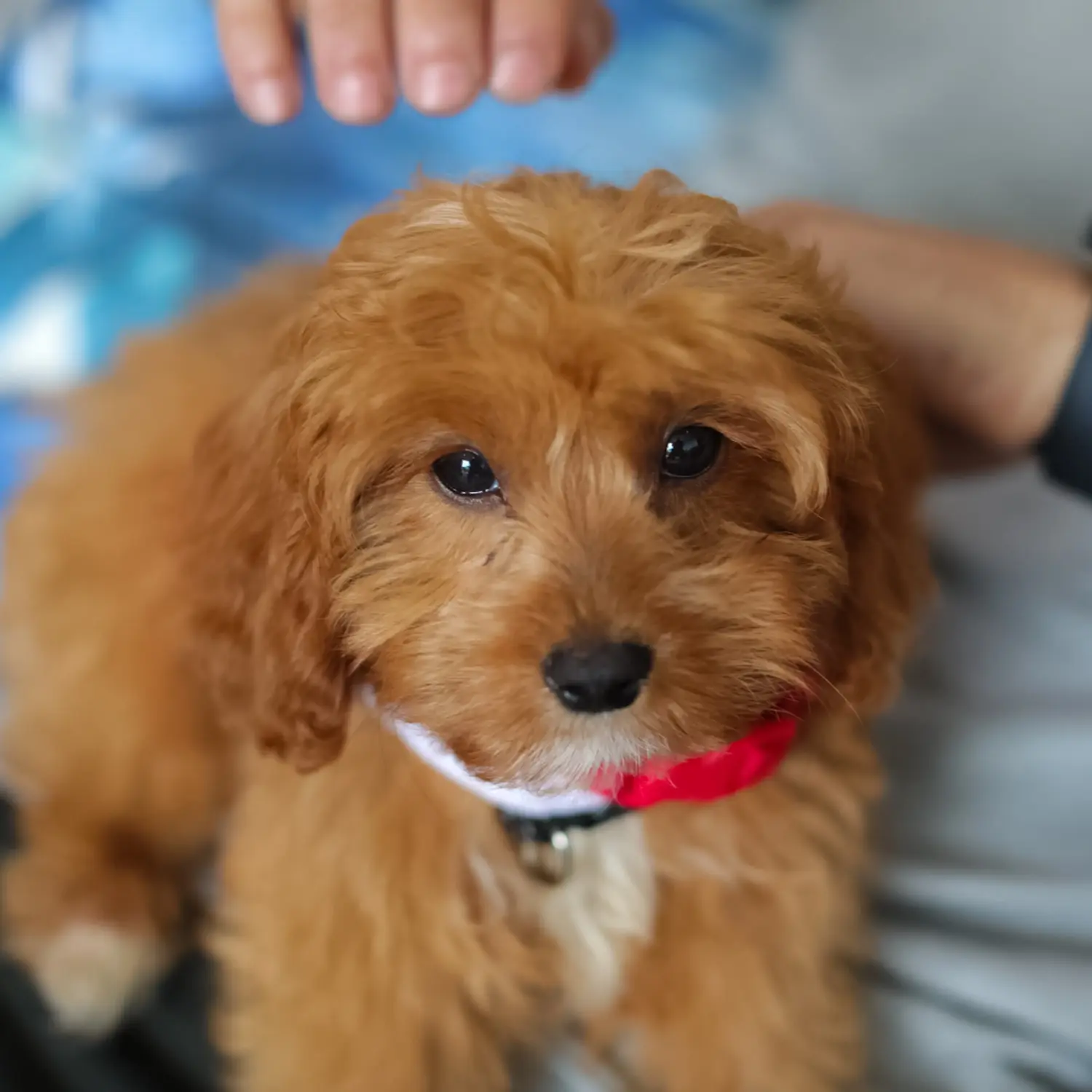 Een Cavoodle puppy kopen betekent verantwoordelijkheid nemen! Cavoodle puppy kopen.