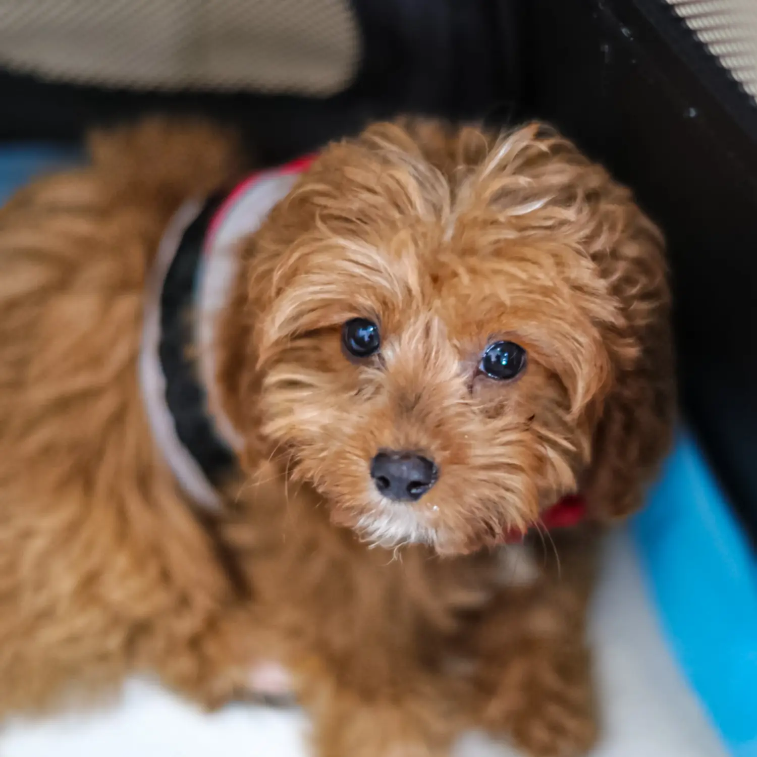 Een Cavoodle puppy kopen betekent verantwoordelijkheid nemen! Cavoodle puppy kopen.
