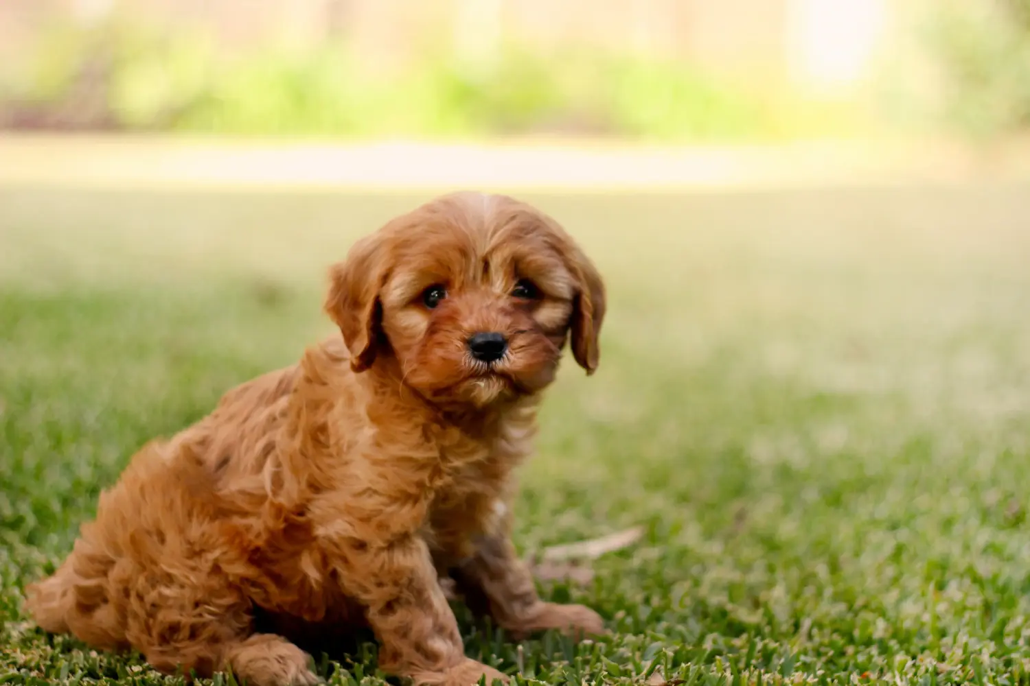 Een Cavoodle puppy kopen betekent verantwoordelijkheid nemen! Cavoodle puppy kopen.