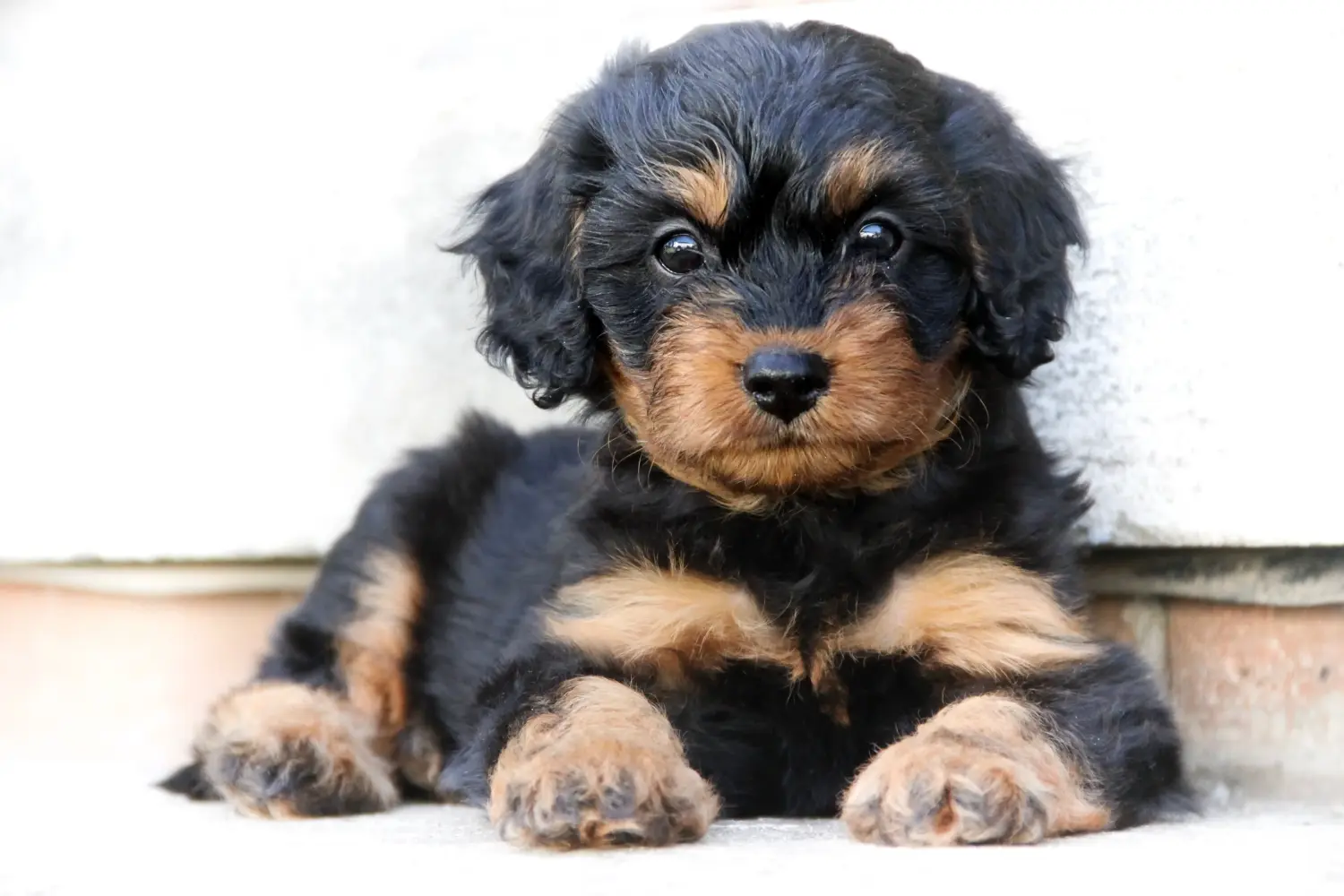Een Cavoodle puppy kopen betekent verantwoordelijkheid nemen! Cavoodle puppy kopen.