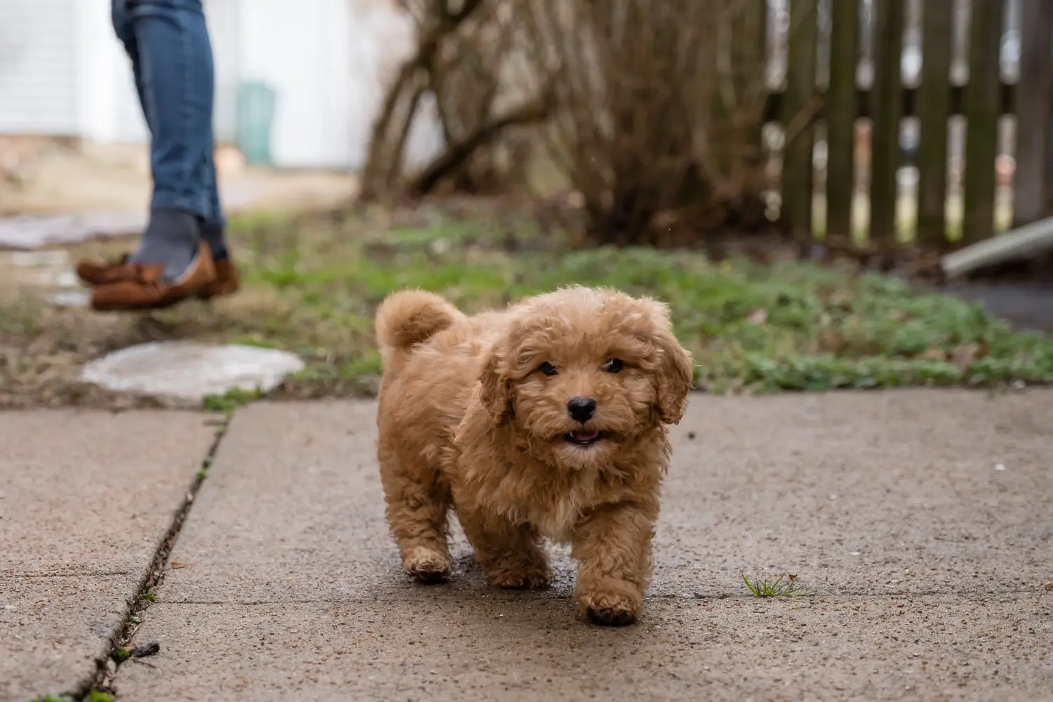 Een Cavoodle puppy kopen betekent verantwoordelijkheid nemen! Cavoodle puppy kopen.