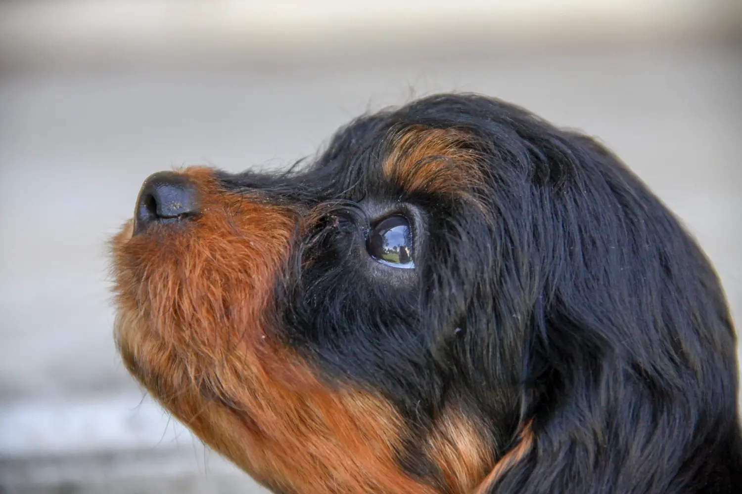 Een Cavoodle puppy kopen betekent verantwoordelijkheid nemen! Cavoodle puppy kopen.