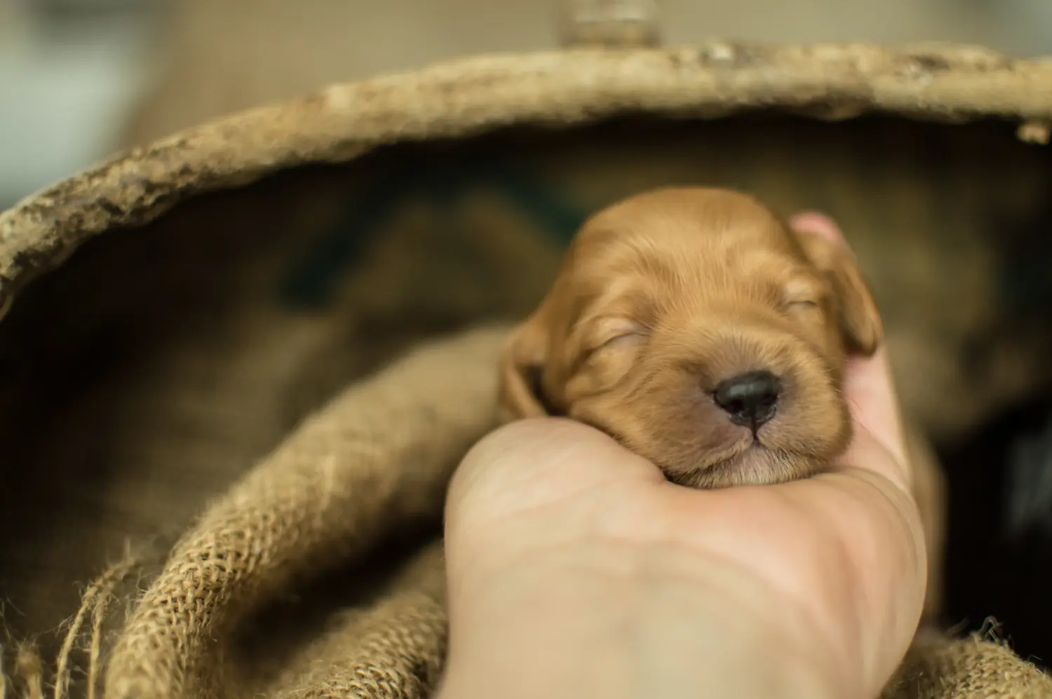 Een Cavoodle puppy kopen betekent verantwoordelijkheid nemen! Cavoodle puppy kopen.