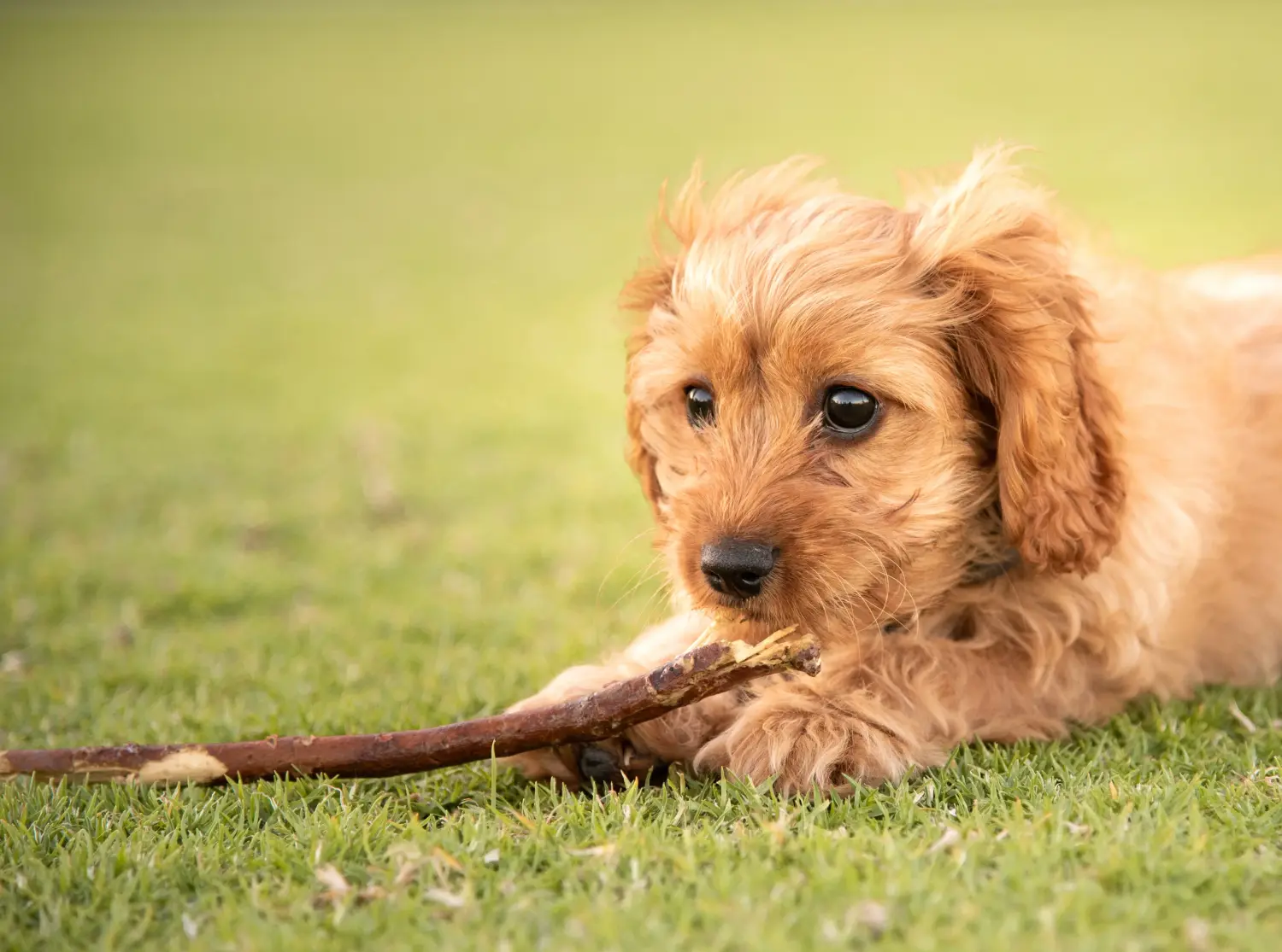 Een Cavoodle puppy kopen betekent verantwoordelijkheid nemen! Cavoodle puppy kopen.