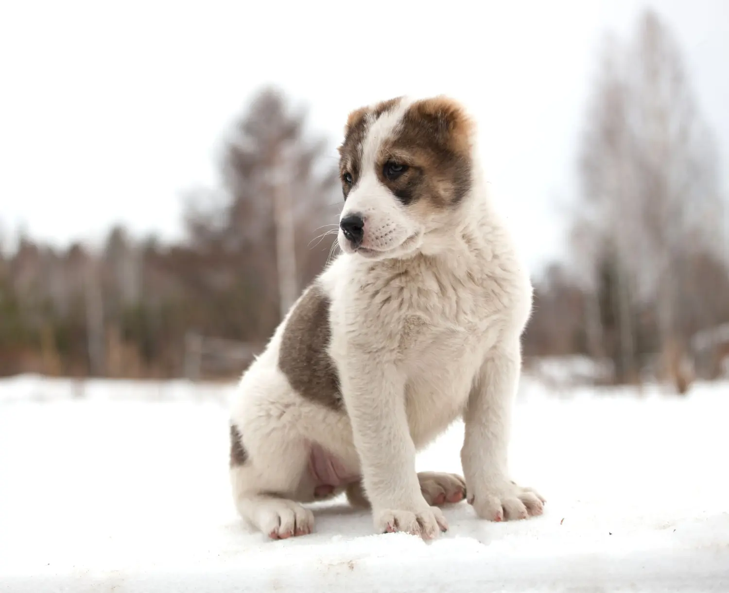 Een puppy van de Centraal-Aziatische Herder kopen betekent verantwoordelijkheid nemen! Centraal-Aziatische Herder puppy's kopen.