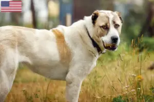 Lees meer over het artikel Centraal-Aziatische Herder fokkers en pups in de VS