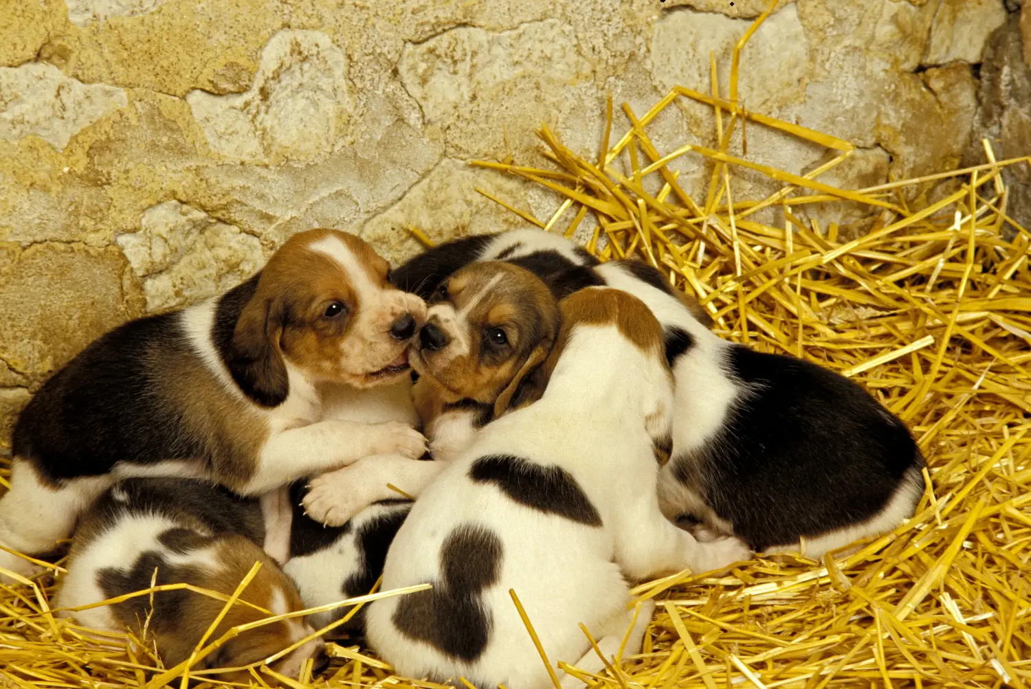 Een Chien d'Artois puppy kopen betekent verantwoordelijkheid nemen! Chien d'Artois puppy's kopen.