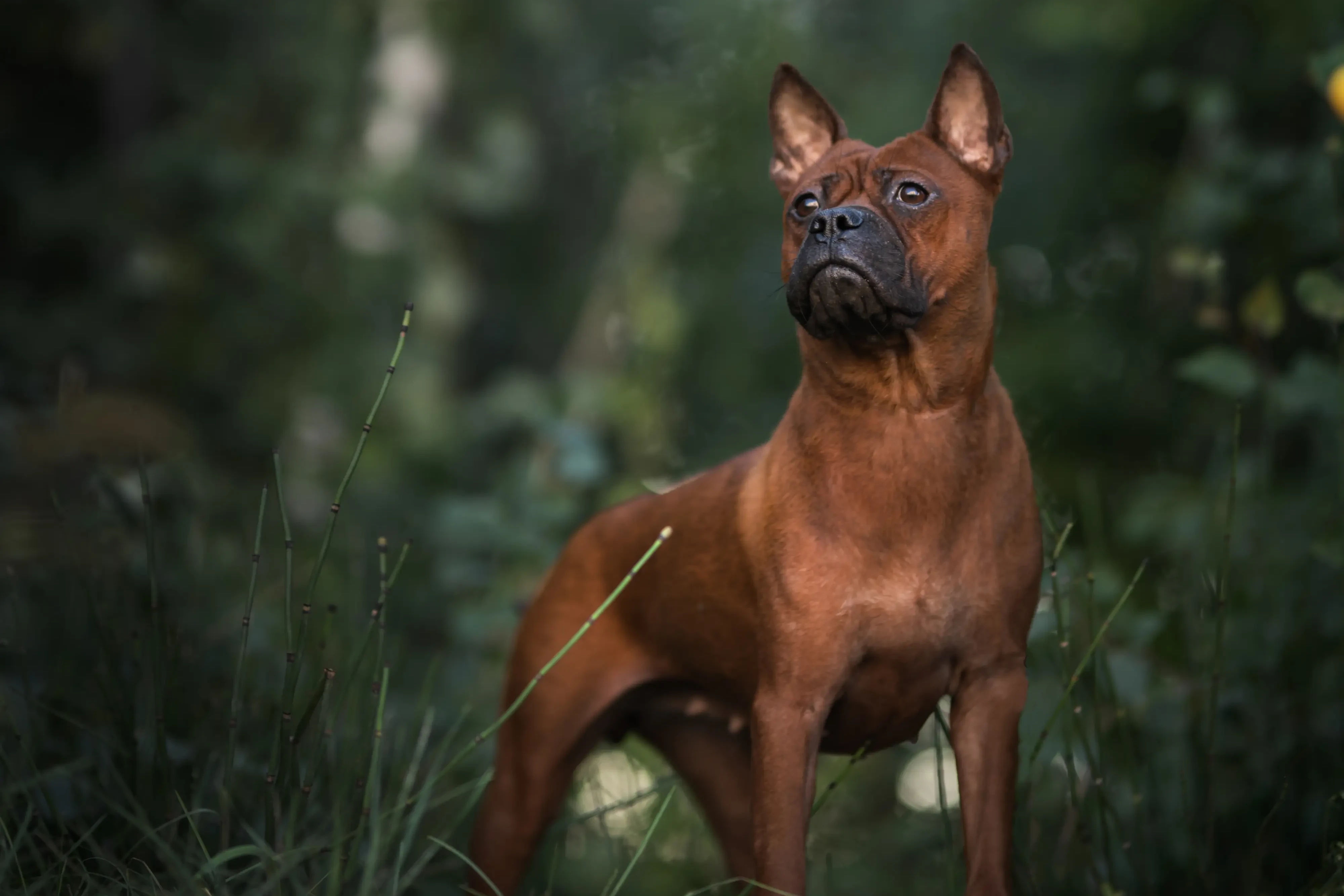Chinese Chongqing Hond puppies en fokkers