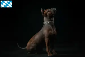 Lees meer over het artikel Chinese Chongqing Hondenfokker en puppies in Berlijn