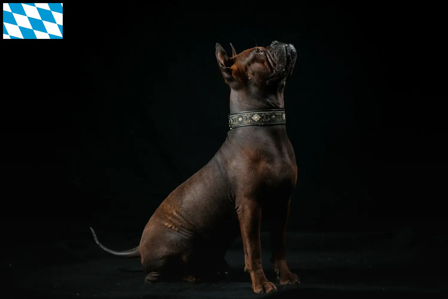 Chinese Chongqing Hond puppies en fokkers Beieren
