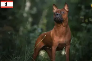 Lees meer over het artikel Chinese Chongqing Hondenfokker en puppies in Berlijn
