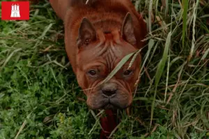 Lees meer over het artikel Chinese Chongqing Hondenfokkers en puppies in Hessen