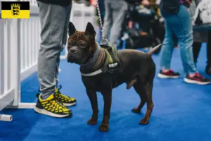 Lees meer over het artikel Chinese Chongqing Hondenfokkers en puppies in Baden-Württemberg