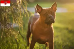 Lees meer over het artikel Chinese Chongqing Hondenfokkers en puppies in Brandenburg