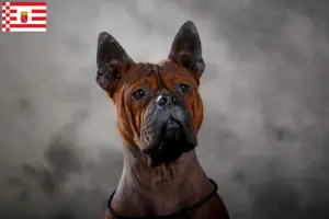 Lees meer over het artikel Chinese Chongqing Hondenfokker en puppies in Bremen