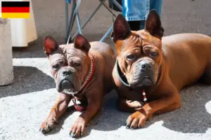 Lees meer over het artikel Chinese Chongqing Hondenfokkers en puppies in Duitsland
