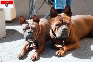 Lees meer over het artikel Chinese Chongqing Hondenfokkers en puppies in Hessen