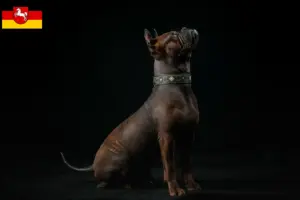 Lees meer over het artikel Chinese Chongqing Hondenfokkers en puppies in Nedersaksen