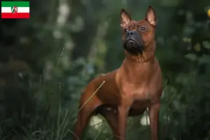 Lees meer over het artikel Chinese Chongqing Hondenfokkers en puppies in Noordrijn-Westfalen