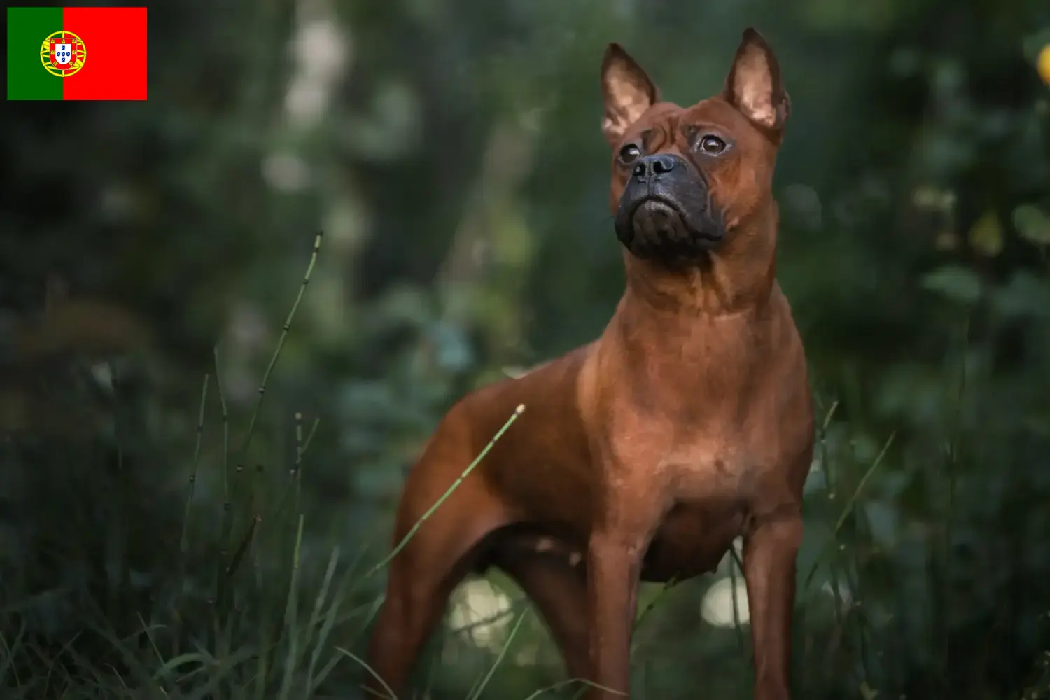 Lees meer over het artikel Chinese Chongqing Hondenfokkers en puppies in Portugal