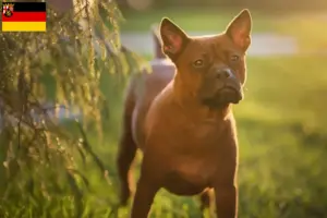 Lees meer over het artikel Chinese Chongqing Hondenfokker en puppies in Saarland