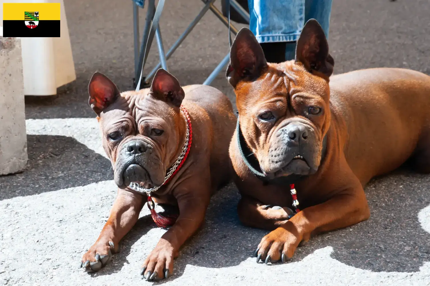 Lees meer over het artikel Chinese Chongqing Hondenfokkers en puppies in Sleeswijk-Holstein