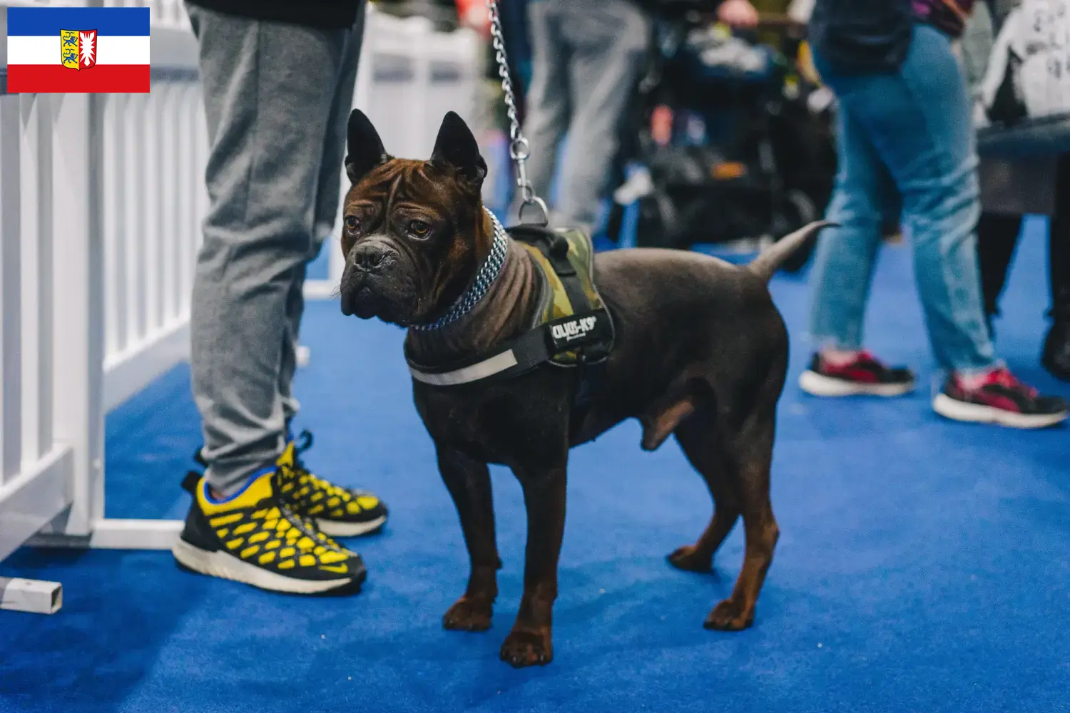 Lees meer over het artikel Chinese Chongqing Hondenfokker en puppies in Thüringen