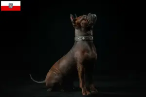 Lees meer over het artikel Chinese Chongqing Hondenfokker en puppies in Thüringen