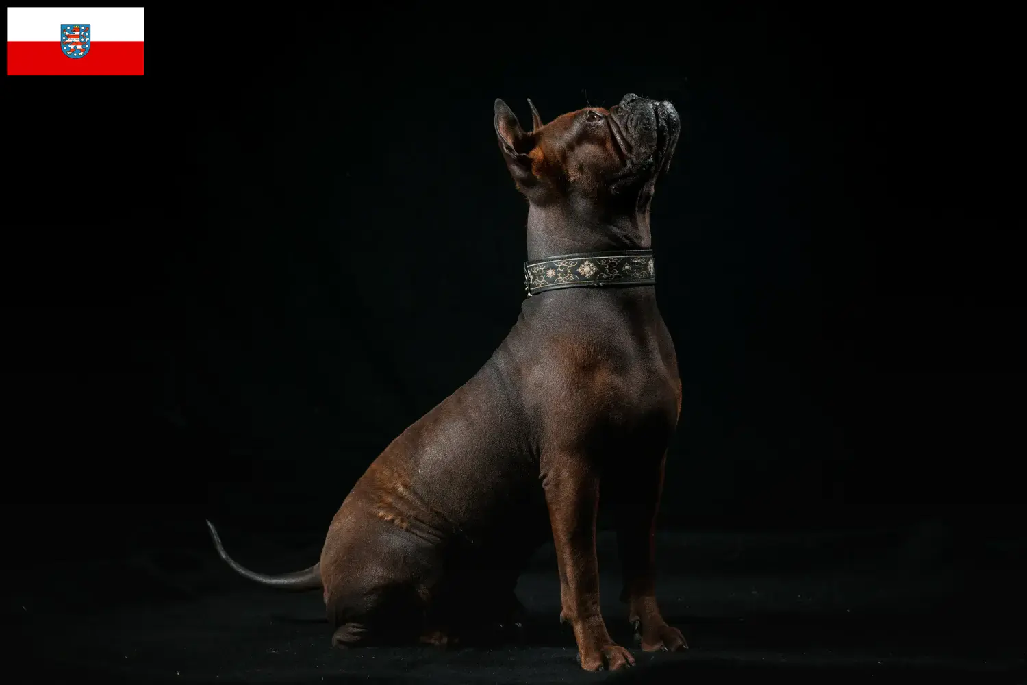 Lees meer over het artikel Chinese Chongqing Hondenfokker en puppies in Thüringen