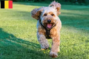 Lees meer over het artikel Cockapoo fokkers en puppies in België