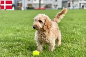 Lees meer over het artikel Cockapoo fokkers en pups in Denemarken