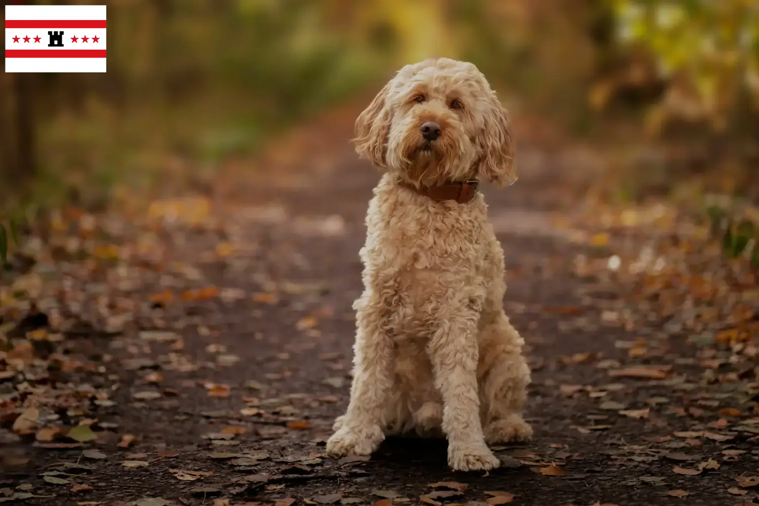 Cockapoo puppy's en fokkers Drenthe Hier vind je Cockapoos fokkers in Drenthe.