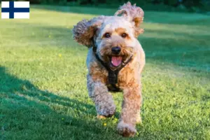 Lees meer over het artikel Cockapoo fokkers en pups in Finland