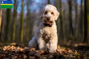Lees meer over het artikel Cockapoo fokkers en pups in Flevoland