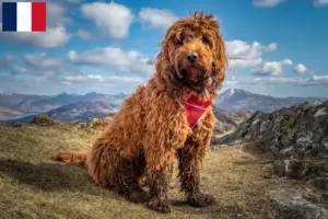 Lees meer over het artikel Cockapoo fokkers en puppies in Frankrijk