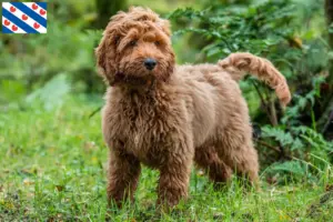 Lees meer over het artikel Cockapoo fokkers en pups in Friesland