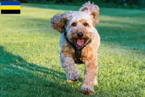 Lees meer over het artikel Cockapoo fokkers en pups in Gelderland