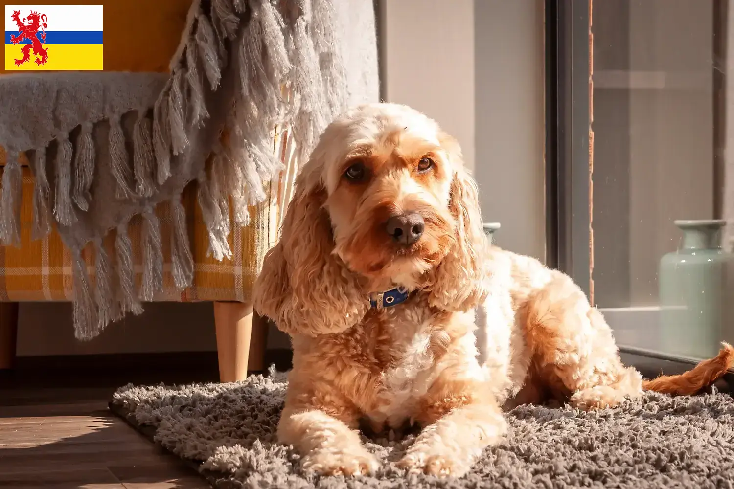 Cockapoo puppy's en fokkers Limburg Hier vind je Cockapoos fokkers in Limburg.