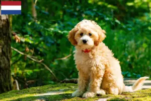 Lees meer over het artikel Cockapoo fokkers en puppies in Nederland