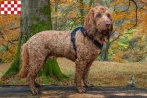 Lees meer over het artikel Cockapoo fokkers en pups in Noord-Brabant