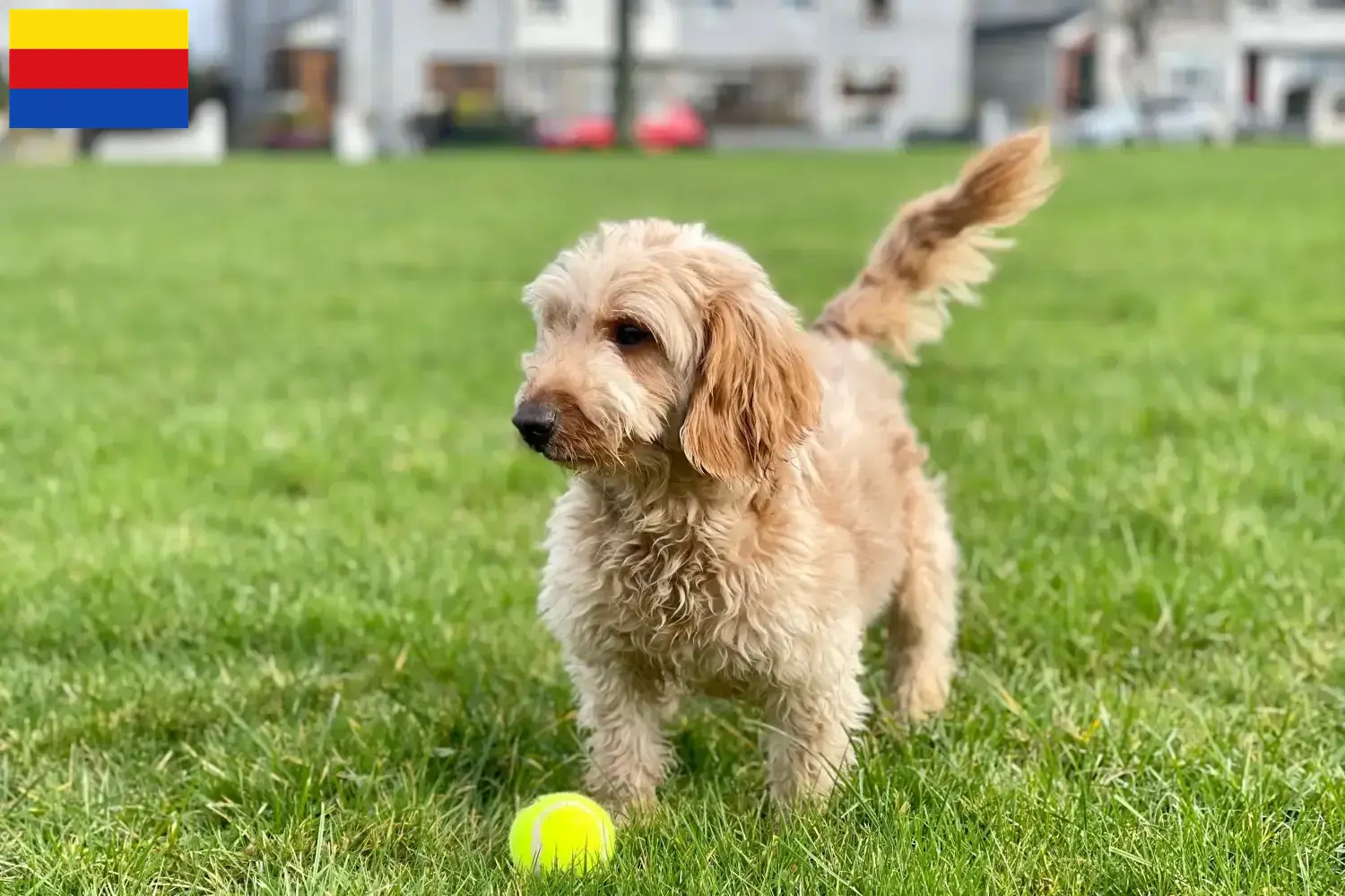 Cockapoo puppy's en fokkers Noord-Holland Hier vind je Cockapoos fokkers in Noord-Holland.