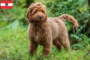 Lees meer over het artikel Cockapoo fokkers en pups in Oostenrijk