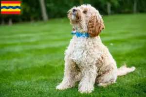 Lees meer over het artikel Cockapoo fokkers en pups in Overijssel