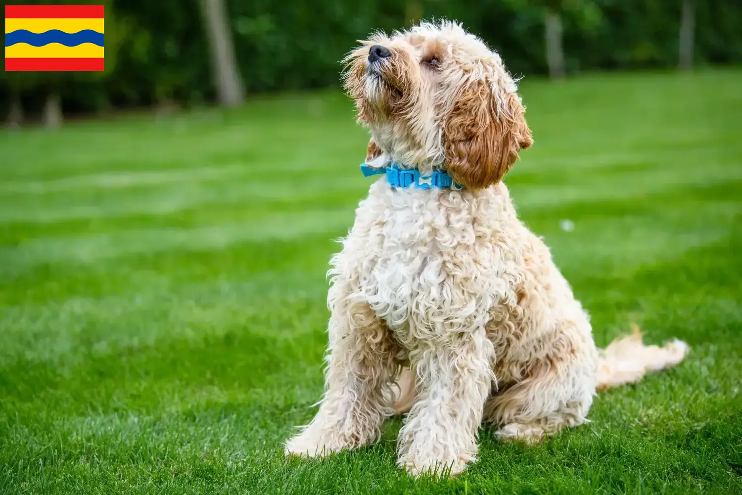 Cockapoo puppy's en fokkers Overijssel Hier vind je Cockapoos fokkers in Overijssel.