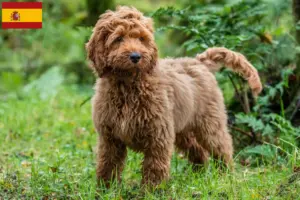 Lees meer over het artikel Cockapoo fokkers en puppies in Spanje