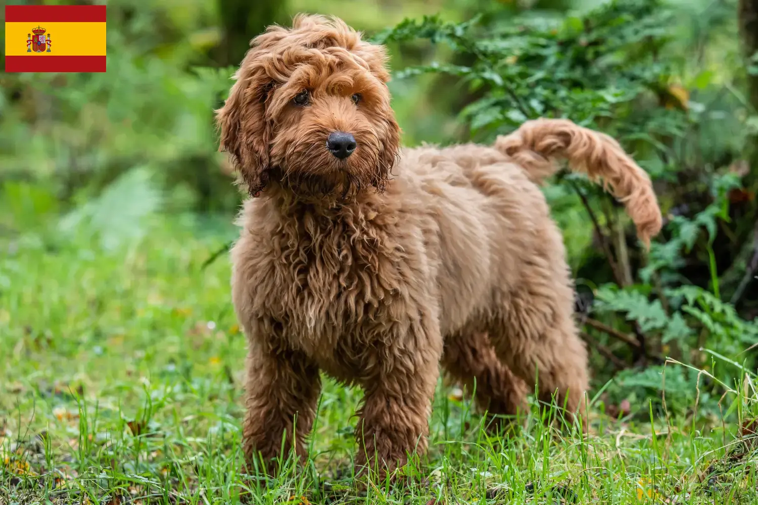 Cockapoo puppy's en fokkers Spanje Hier vind je Cockapoos fokkers in Spanje.