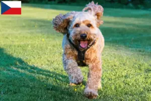 Lees meer over het artikel Cockapoo fokkers en puppy’s in Tsjechië